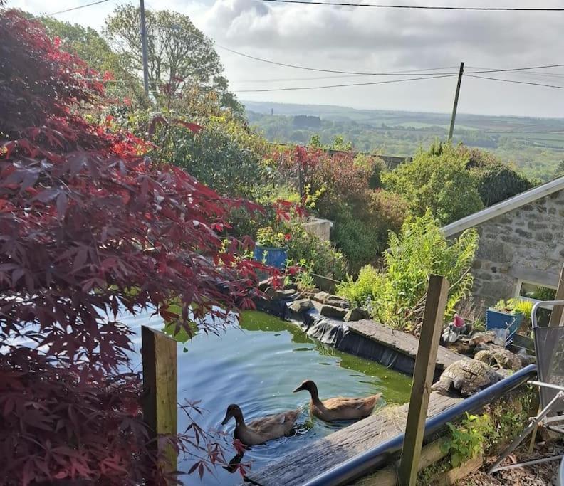Cosy Cornish Cabin St Austell Exteriör bild